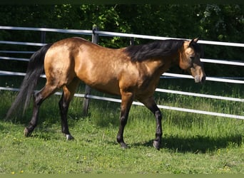 American Quarter Horse, Ogier, 19 lat, 146 cm, Jelenia