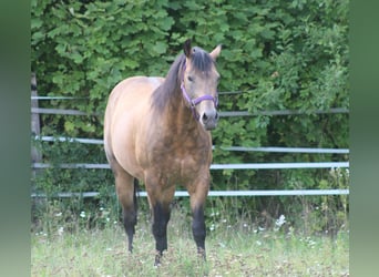 American Quarter Horse, Stallion, 19 years, 14,1 hh, Buckskin