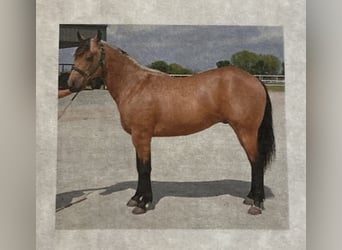 Caballo cuarto de milla, Semental, 18 años, Buckskin/Bayo