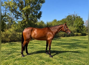 Oost-Bulgaars Warmbloed Mix, Ruin, 7 Jaar, 173 cm, Roodbruin