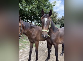 Oost-Fries, Hengst, 1 Jaar, 165 cm, Zwart