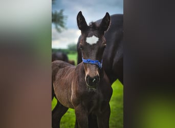 Oost-Fries, Hengst, 2 Jaar, 165 cm, Zwart