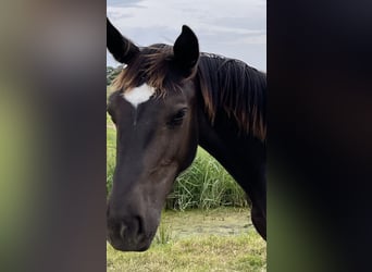 Oost-Fries, Hengst, 2 Jaar, 165 cm, Zwart