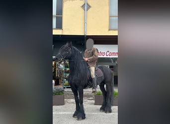 Oost-Fries, Hengst, 7 Jaar, 165 cm, Zwart