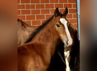 Oost-Fries, Hengst, Veulen (05/2025), 170 cm, Bruin