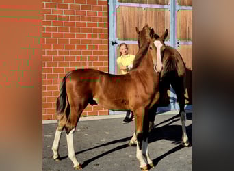 Oost-Fries, Hengst, Veulen (05/2025), 170 cm, Bruin