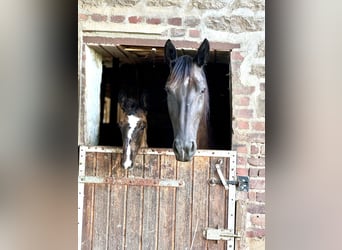 Oost-Fries, Hengst, veulen (05/2024), Zwart