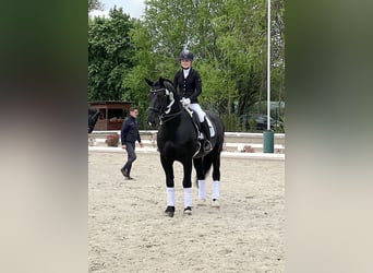 Oost-Fries, Hengst, 13 Jaar, 164 cm, Zwart