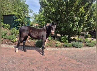 Oost-Fries, Merrie, 1 Jaar, 164 cm, Donkerbruin