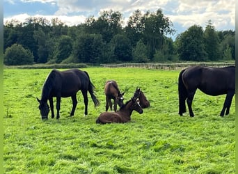 Oost-Fries, Merrie, 1 Jaar, 167 cm, Zwart