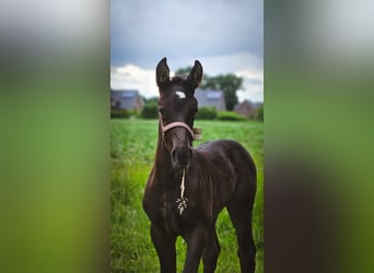 Oost-Fries, Merrie, 1 Jaar, 167 cm, Zwart