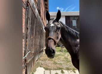 Oost-Fries, Merrie, 20 Jaar, 170 cm, Donkerbruin