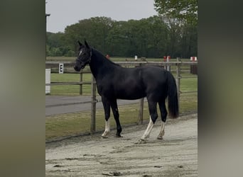 Oost-Fries, Merrie, 2 Jaar, 165 cm, Zwart