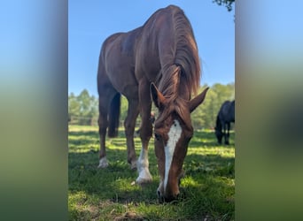 Oost-Fries, Merrie, 4 Jaar, 160 cm, Vos