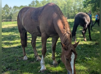 Oost-Fries, Merrie, 4 Jaar, 160 cm, Vos