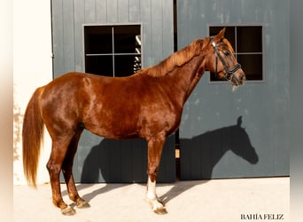 Oost-Fries, Merrie, 4 Jaar, 162 cm, Lichtbruin