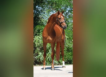 Oost-Fries, Merrie, 4 Jaar, 174 cm, Donkere-vos