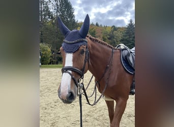 Oost-Fries, Merrie, 6 Jaar, 175 cm, Vos