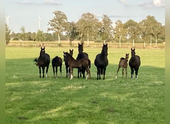 Oost-Fries, Merrie, 8 Jaar, 157 cm, Donkerbruin