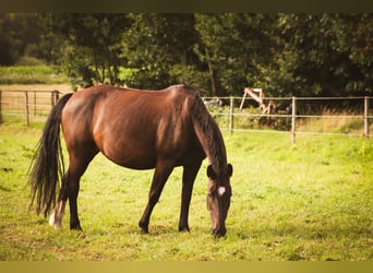 Oost-Fries, Merrie, 9 Jaar, 157 cm, Donkerbruin