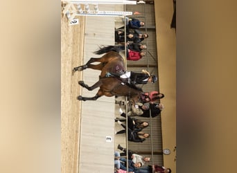 Oost-Fries, Ruin, 15 Jaar, 176 cm, Bruin