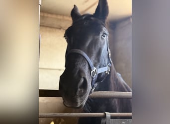 Oost-Fries Mix, Ruin, 18 Jaar, Zwart