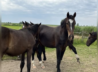 Oost-Fries, Ruin, 2 Jaar, 165 cm, Donkerbruin