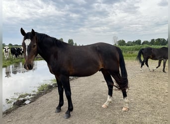 Oost-Fries, Ruin, 2 Jaar, 165 cm, Donkerbruin