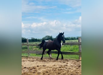Oost-Fries, Ruin, 4 Jaar, 170 cm, Zwart