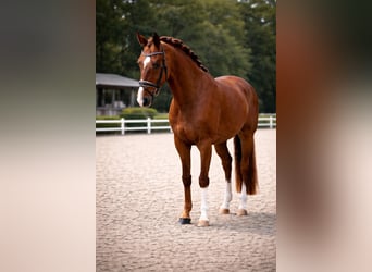 Oost-Fries, Ruin, 5 Jaar, 174 cm, Vos