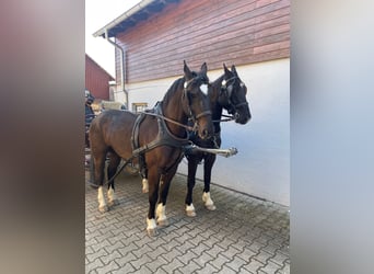 Oost-Fries, Ruin, 6 Jaar, 163 cm, Zwart