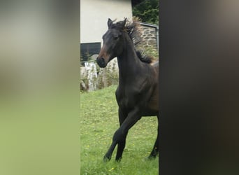 Oostenrijks warmbloed, Hengst, 1 Jaar, 170 cm, Donkerbruin