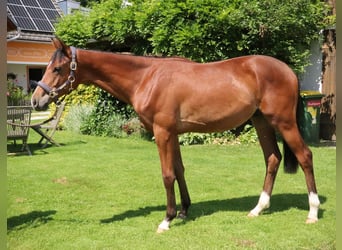Oostenrijks warmbloed, Hengst, 1 Jaar, 171 cm, Lichtbruin