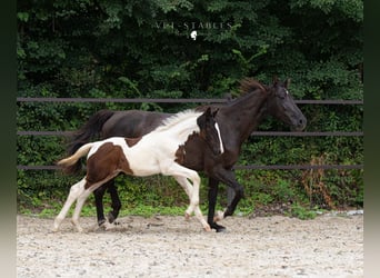 Oostenrijks warmbloed, Hengst, 1 Jaar, 172 cm, Tobiano-alle-kleuren