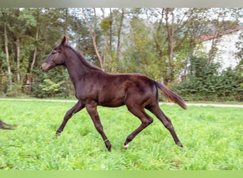 Oostenrijks warmbloed, Hengst, 1 Jaar, Bruin