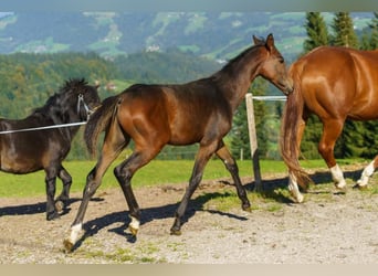 Oostenrijks warmbloed, Hengst, 1 Jaar, Bruin