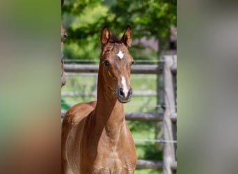 Oostenrijks warmbloed, Hengst, 1 Jaar, Bruin