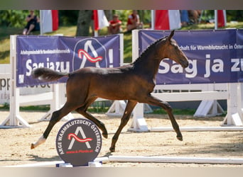 Oostenrijks warmbloed, Hengst, 1 Jaar, Donkerbruin