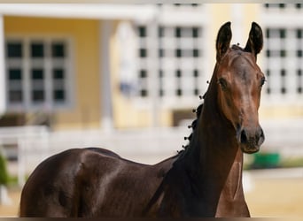 Oostenrijks warmbloed, Hengst, 1 Jaar, Donkerbruin