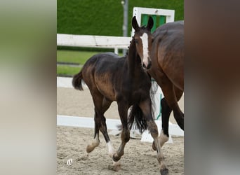 Oostenrijks warmbloed, Hengst, 1 Jaar, Donkerbruin