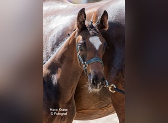 Oostenrijks warmbloed, Hengst, 1 Jaar