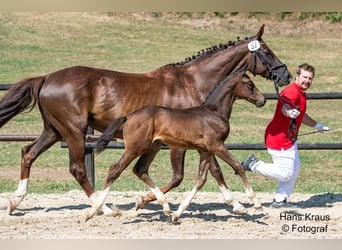 Oostenrijks warmbloed, Hengst, 1 Jaar