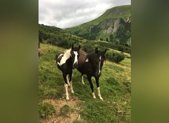 Oostenrijks warmbloed, Hengst, 1 Jaar, Gevlekt-paard