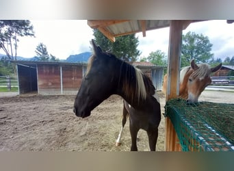 Oostenrijks warmbloed, Hengst, 1 Jaar, Gevlekt-paard