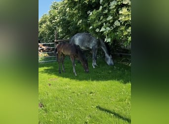 Oostenrijks warmbloed, Hengst, 1 Jaar, Schimmel