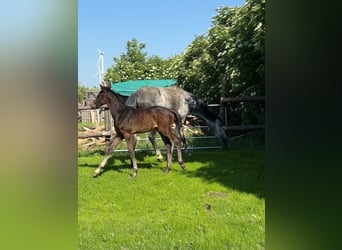 Oostenrijks warmbloed, Hengst, 1 Jaar, Schimmel