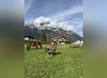 Oostenrijks warmbloed, Hengst, 1 Jaar, Schimmel