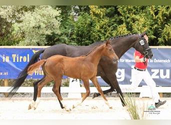 Oostenrijks warmbloed, Hengst, 1 Jaar, Vos