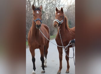 Oostenrijks warmbloed, Hengst, 1 Jaar, Vos