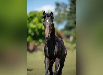Oostenrijks warmbloed, Hengst, 1 Jaar, Zwart